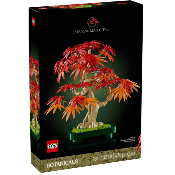 Bonsai di acero rosso giapponese