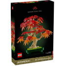 Bonsai di acero rosso giapponese