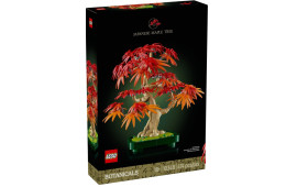 Bonsai di acero rosso giapponese